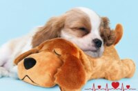 IFOYO Pet Heartbeat Puppy Behavioral Training Dog Plush Pet Comfortable Snuggle Anxiety Relief Sleep Aid Doll Durable Drop ship