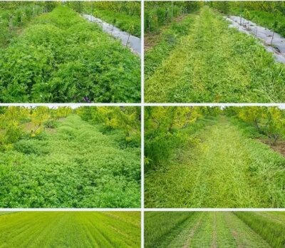 Large powerful 20hp 100cm width 50 Degrees Slope Garden Remote Control Robot Lawn mower - Image 2