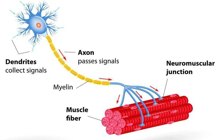 EMS Body Professional Body Shaping Device 6500W Large Screen Slimming And Body Shaping Electromagnetic Stimulation For Muscles