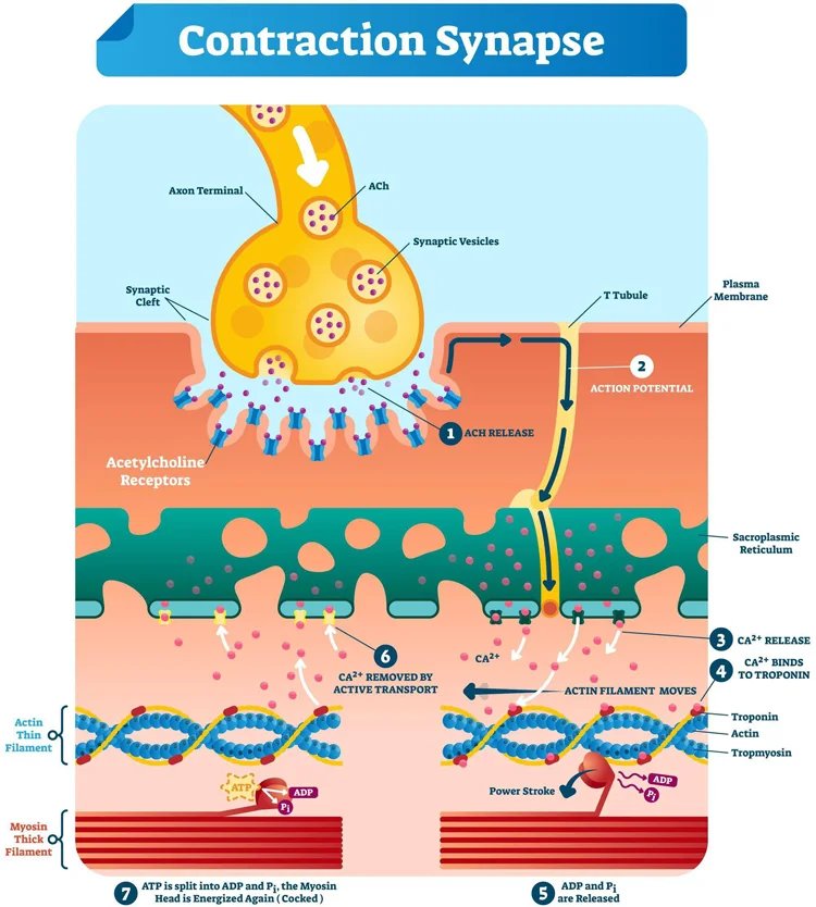 EMS Body Professional Body Shaping Device 6500W Large Screen Slimming And Body Shaping Electromagnetic Stimulation For Muscles