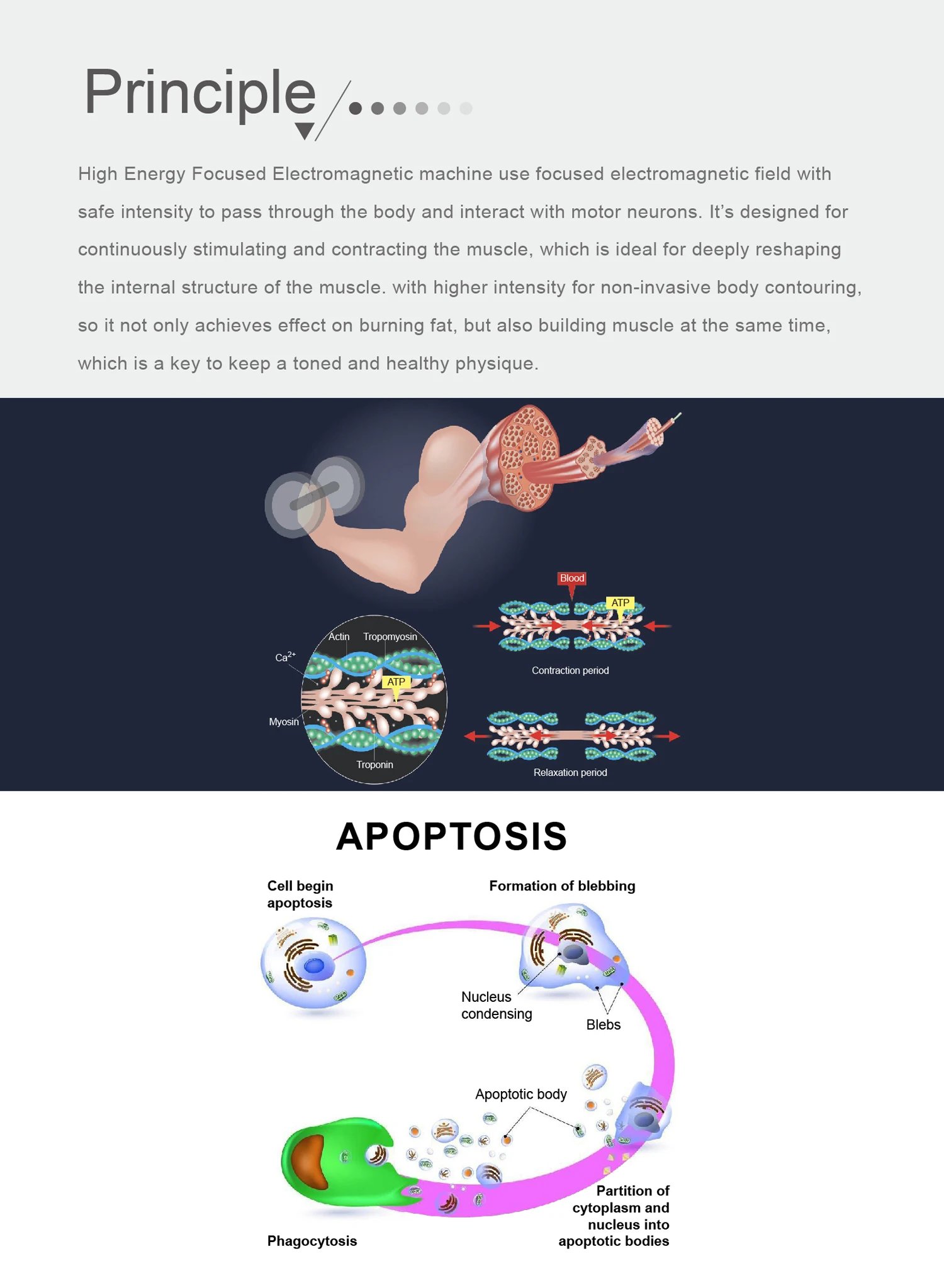 EMS Body Professional Body Shaping Device 6500W Large Screen Slimming And Body Shaping Electromagnetic Stimulation For Muscles